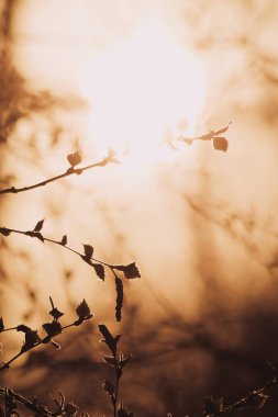 Bush dal yeni çiçek yaprakları