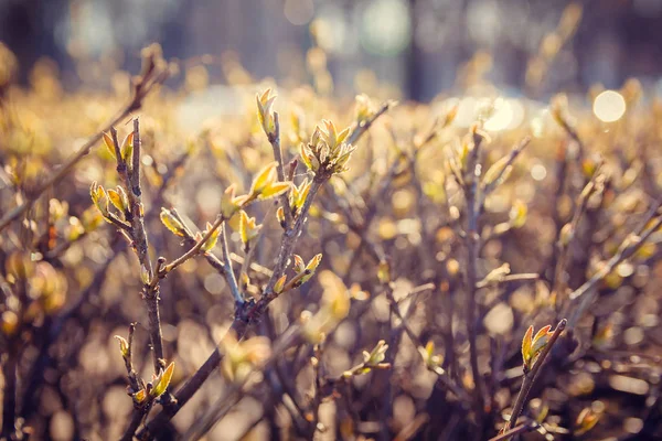 Junge Zweige Von Büschen Begannen Blühen — Stockfoto