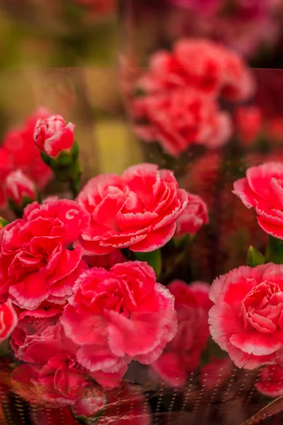 분홍색 카네이션 꽃다발에 — 스톡 사진