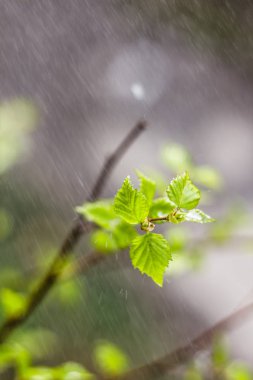 Bush dal yeni çiçek yaprakları