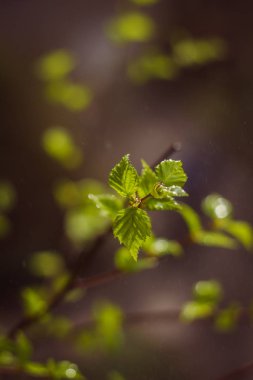 Bush dal yeni çiçek yaprakları