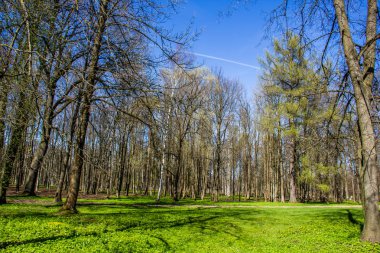 Bahar güneşli gün park