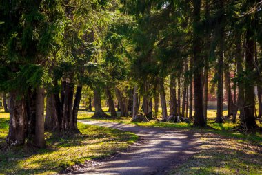Bahar güneşli gün park