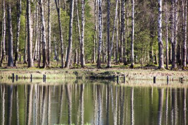 Bahar güneşli gün park
