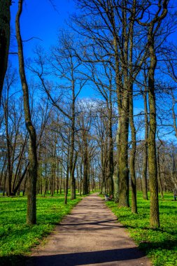 Bahar güneşli gün park
