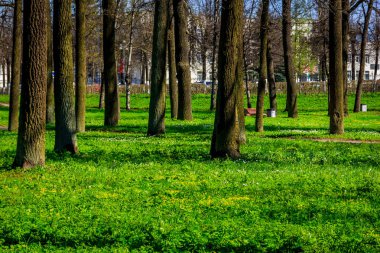 Bahar güneşli gün park