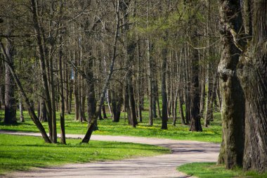 Bahar güneşli gün park