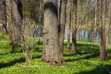Bahar güneşli gün park