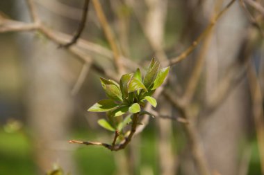 Yeni filizlenen bush üzerinde bırakır