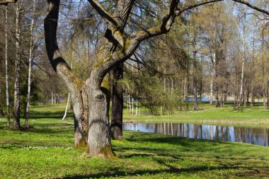 Bahar güneşli gün park