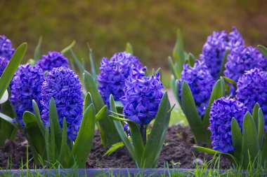 Bahar parlak çiçek - sümbül