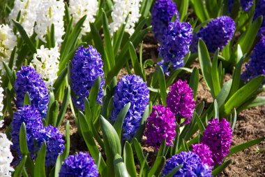 Bahar parlak çiçek - sümbül