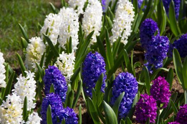 Bahar parlak çiçek - sümbül