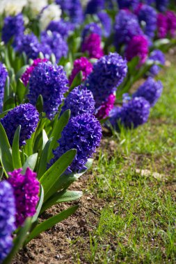 Bahar parlak çiçek - sümbül