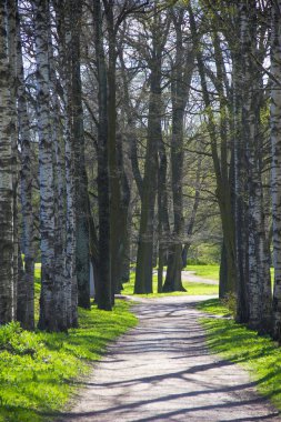 Bahar güneşli gün park