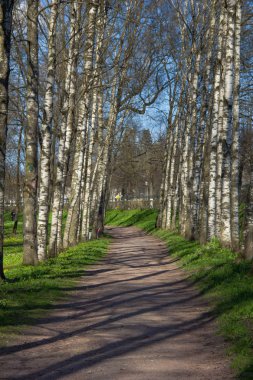 Bahar güneşli gün park