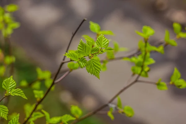 Novas Folhas Florescentes Ramo Arbusto — Fotografia de Stock