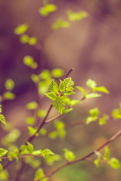 Novas Folhas Florescentes Ramo Arbusto — Fotografia de Stock