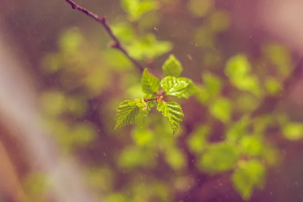 Nouvelles Feuilles Fleurs Sur Une Branche Buisson — Photo