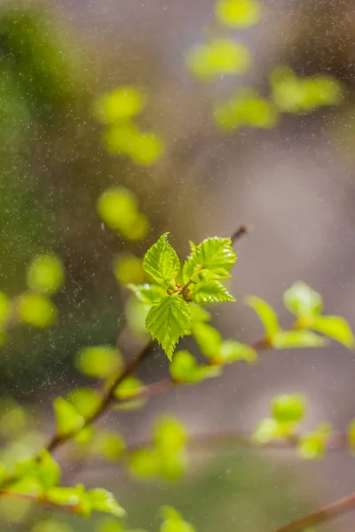 Neue Blühende Blätter Auf Einem Buschwerk — Stockfoto