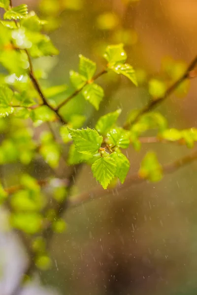 Новые Цветущие Листья Ветке Куста — стоковое фото