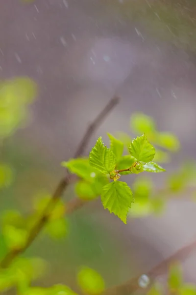 Nya Blommande Löv Bush Gren — Stockfoto