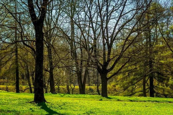 Våren Solig Dag Park — Stockfoto