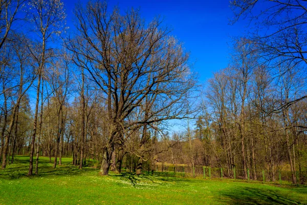 Tavaszi Napsütésben Park — Stock Fotó