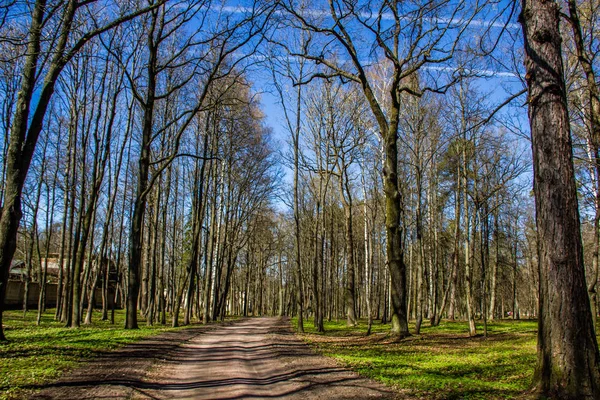 Tavaszi Napsütésben Park — Stock Fotó