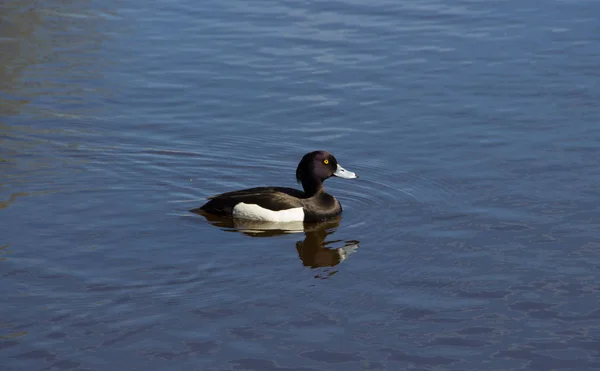 Black Duck Swims Lake — Stock Photo, Image