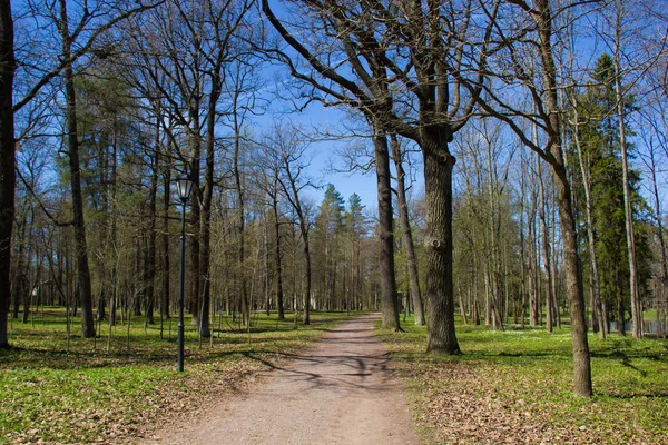 Park Słoneczny Dzień Wiosny — Zdjęcie stockowe