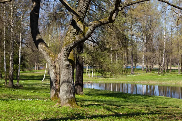 Весняний Сонячний Парк — стокове фото