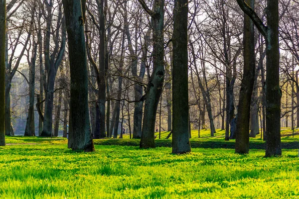 Kan Tyst Lugn Kväll Parken — Stockfoto