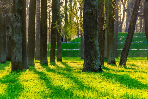 Kan Tyst Lugn Kväll Parken — Stockfoto