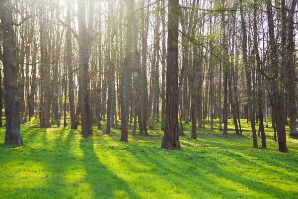 Pode Noite Tranquila Tranquila Parque — Fotografia de Stock