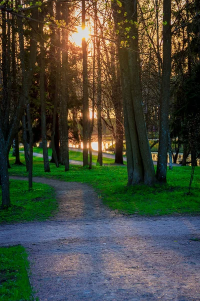Puesta Sol Naranja Verano Parque Gatchina — Foto de Stock