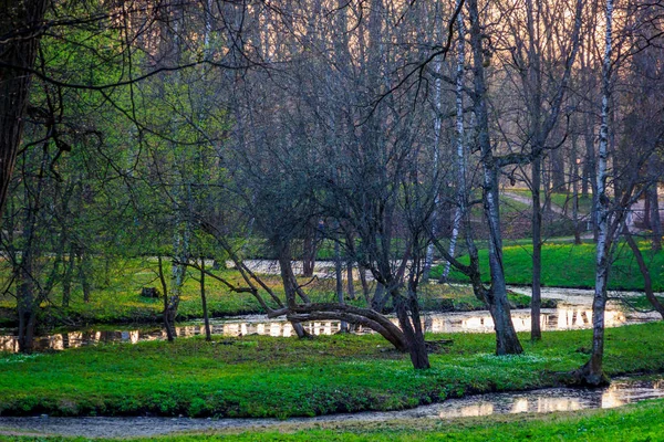 Puesta Sol Naranja Verano Parque Gatchina —  Fotos de Stock