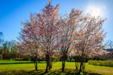 kiraz çiçek dal bahar