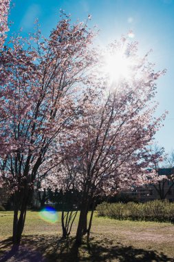 çiçek açması kiraz dallar Rusya bahar