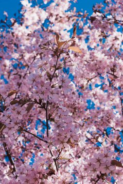 kiraz çiçek dal bahar