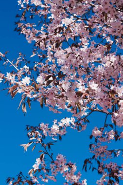 kiraz çiçek dal bahar