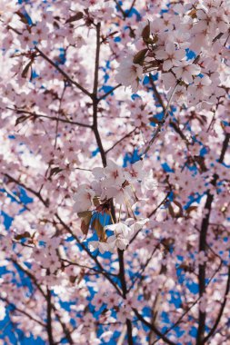 kiraz çiçek dal bahar