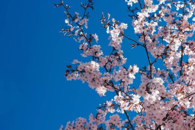 kiraz çiçek dal bahar