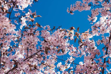 kiraz çiçek dal bahar