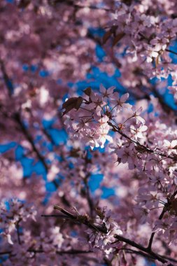 kiraz çiçek dal bahar