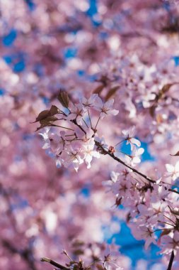 kiraz çiçek dal bahar