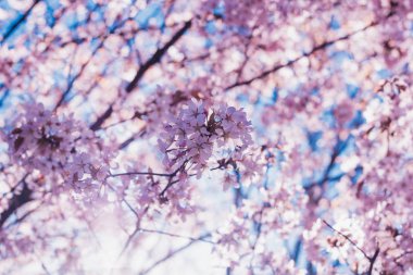 kiraz çiçek dal bahar