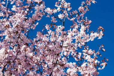 çiçek açması kiraz dallar Rusya bahar
