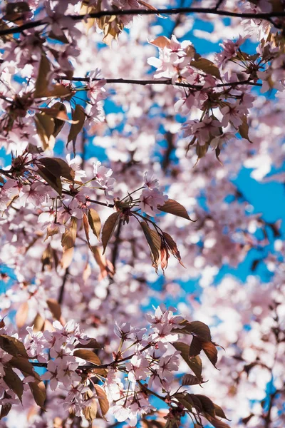 Blossoming Cherry Twigs Spring — Stock Photo, Image