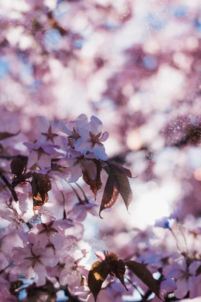 Rameaux Cerisier Fleurs Printemps — Photo